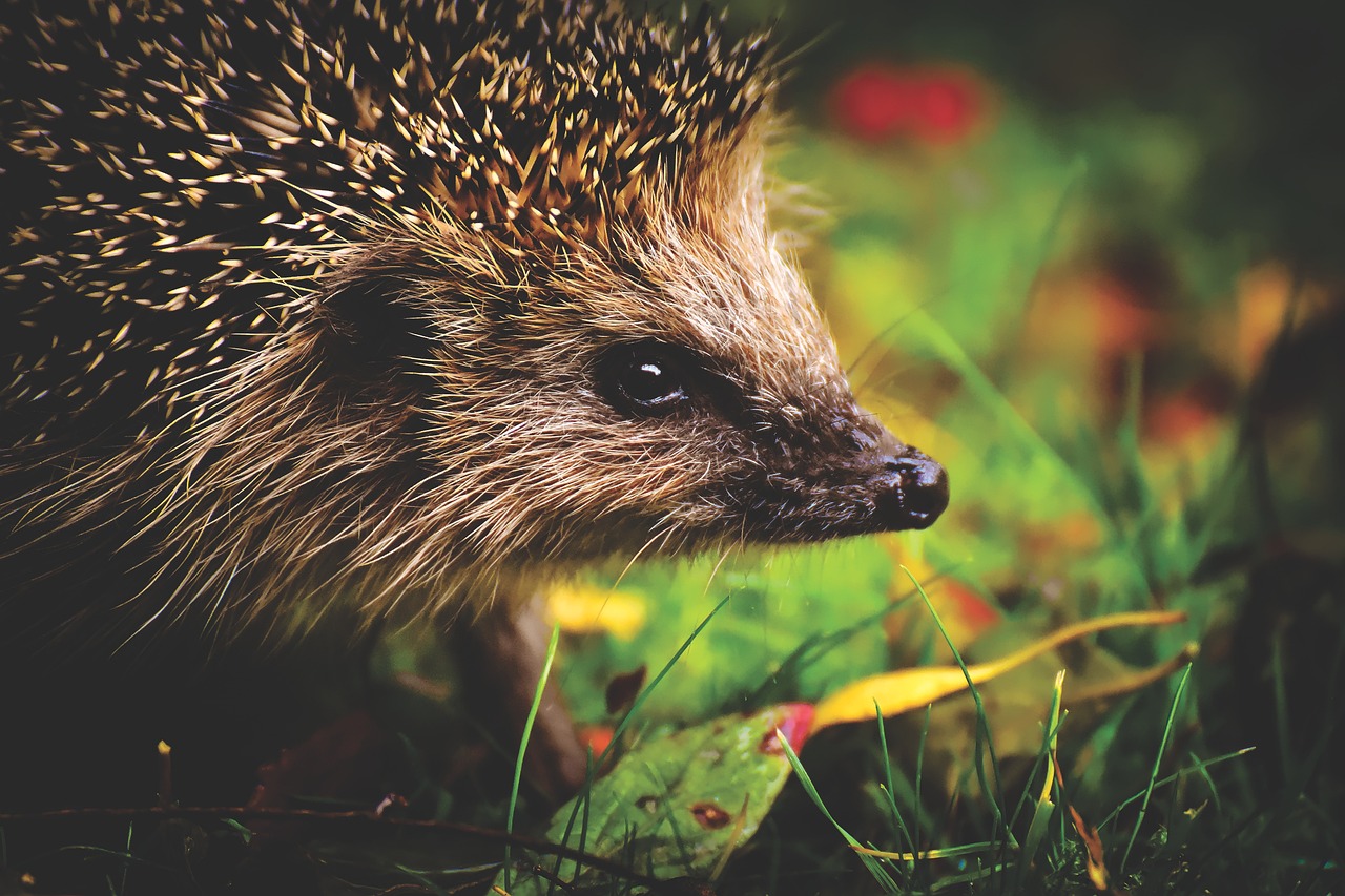 Garden Hedgehogs