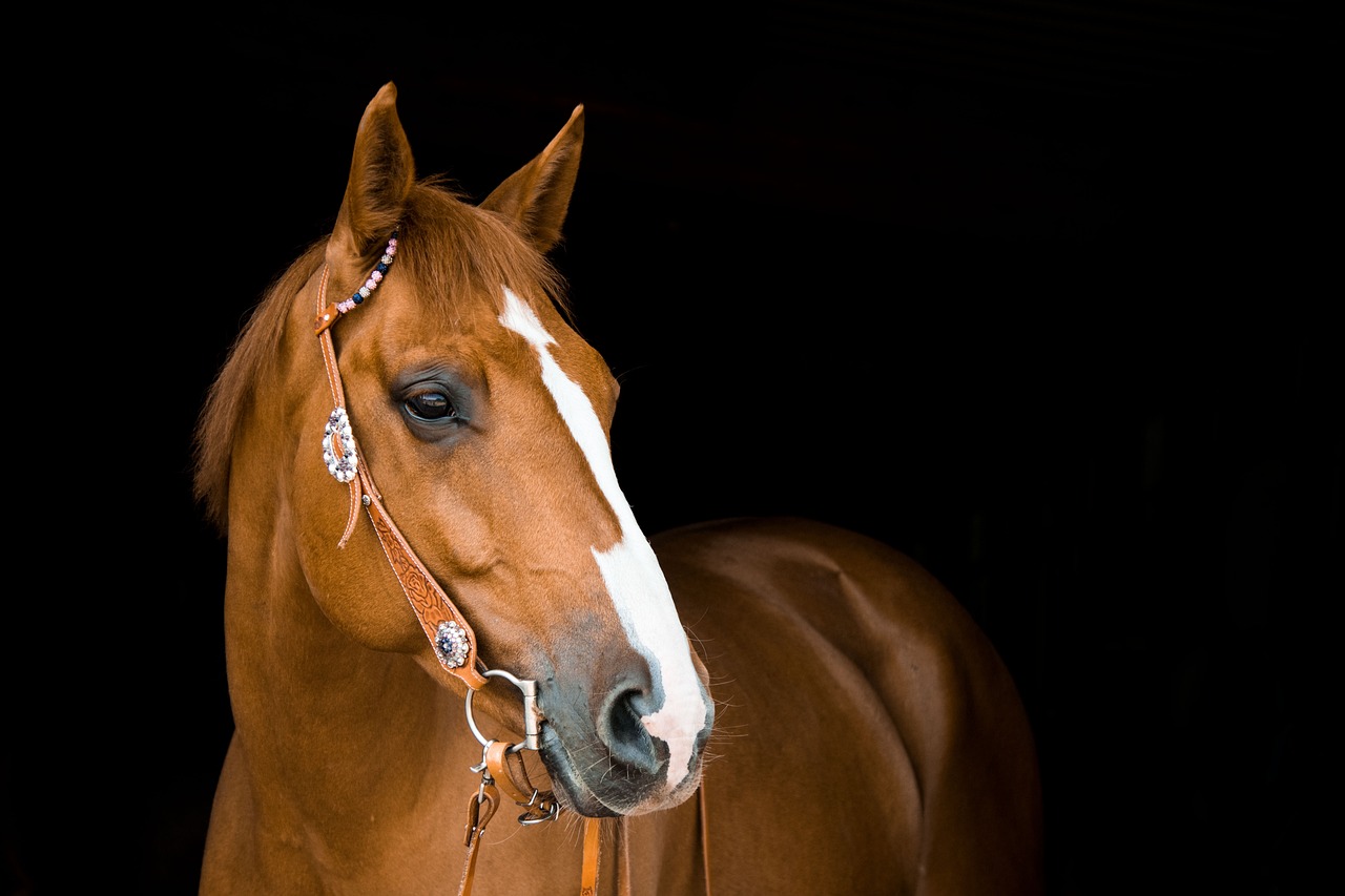 Healing Hands Equine Therapy