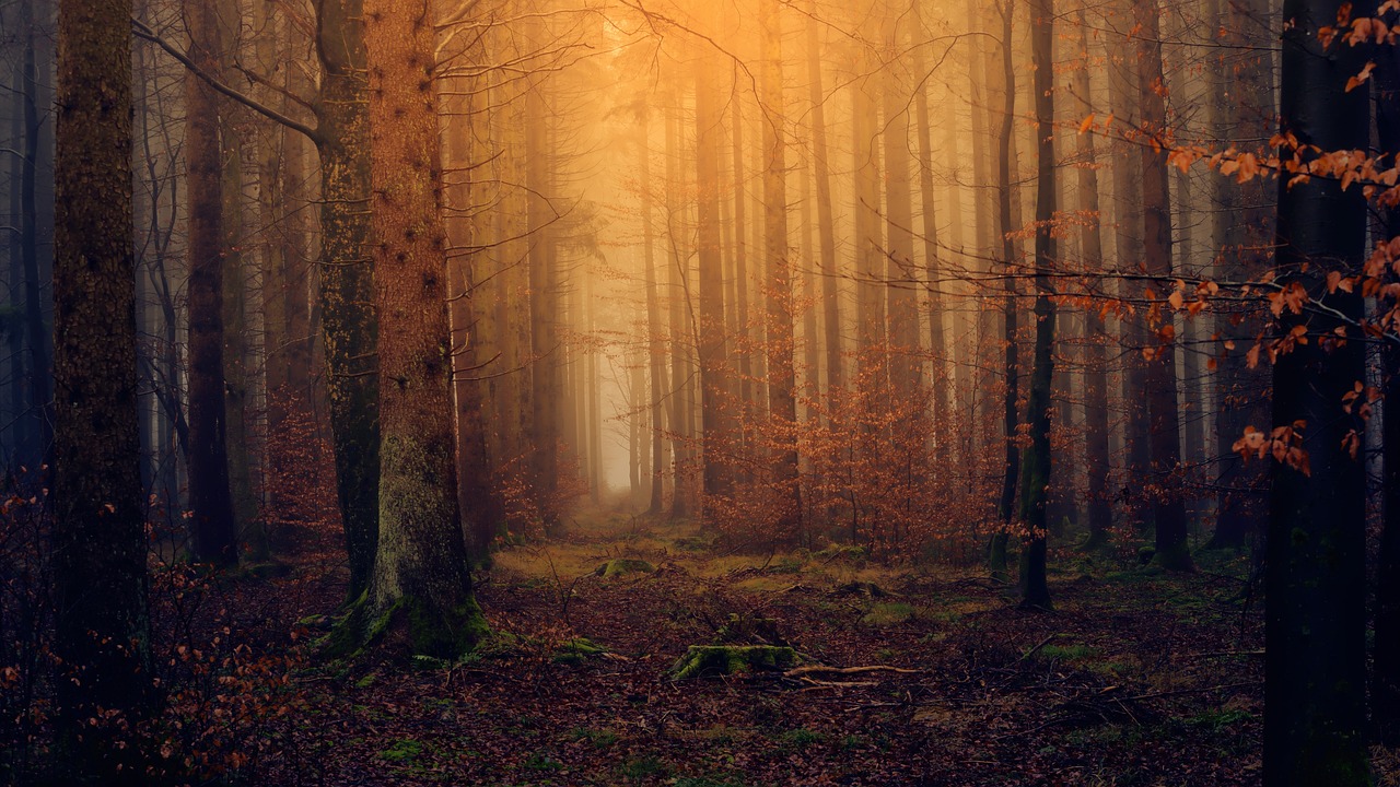 Cannock Chase