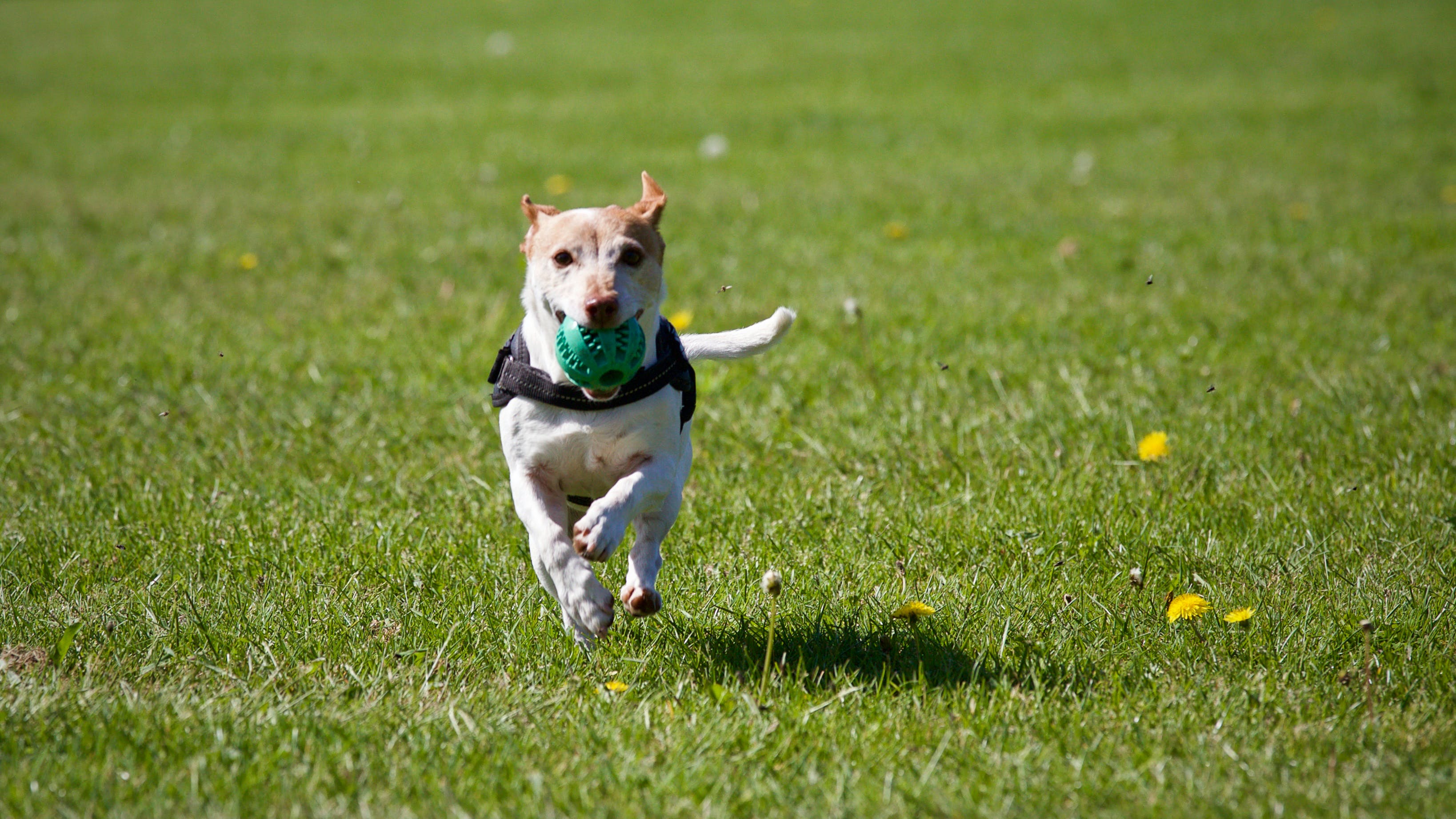 Dog Fouling